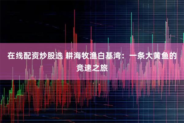 在线配资炒股选 耕海牧渔白基湾：一条大黄鱼的竞速之旅